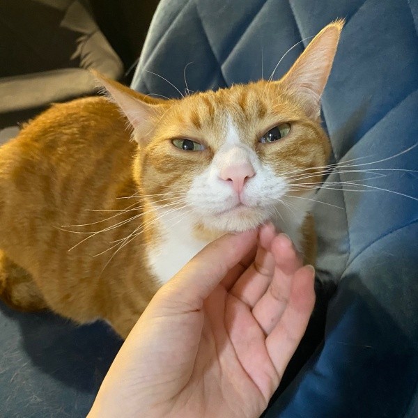 アゴを撫でられてうっとりするラテちゃん（画像提供：保護猫ラテちゃん）