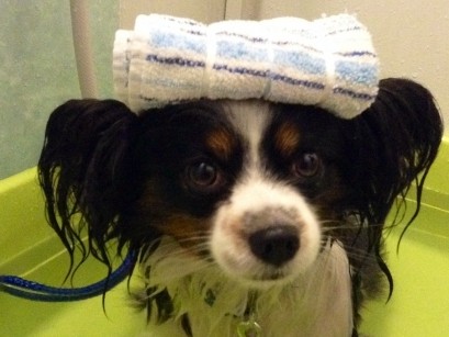 「ペット同伴でどうぞ」　温泉が被災者２０人を招待　熊本地震