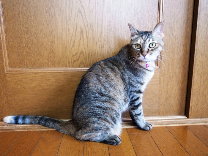 美しい被毛のサバトラ、ハート