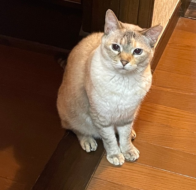 ランちゃんと仲良くなるために開発された