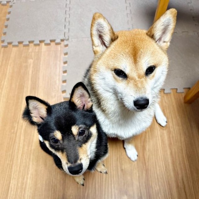 弟・ろくちゃんと、ななちゃん（画像提供：しばいぬお迎えした主婦さん）
