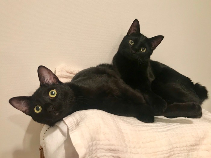 いつも一緒のゴメズとフェスター