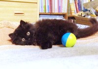 子猫時代、おもちゃを前にゴロンと寝そべるさぬき丸さん（画像提供：さぬいちさん）