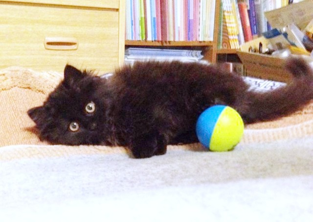 子猫時代、おもちゃを前にゴロンと寝そべるさぬき丸さん（画像提供：さぬいちさん）