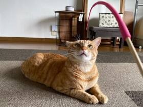 「にゃんだこれ？」　新しいおもちゃを警戒しながらもチェックする雑種猫「とらじ」