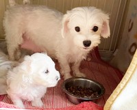 体調が回復したマルカとオス1頭の子犬