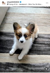 照英インスタグラム＠shoei040404より