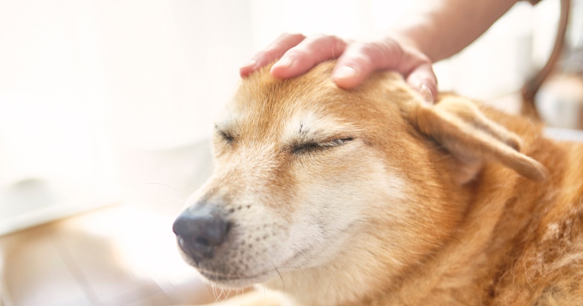 いつか訪れる犬や猫との別れの時 ペットの葬儀や霊園 よい業者を見極めるポイントは 犬 猫との幸せな暮らしのためのペット情報サイト Sippo