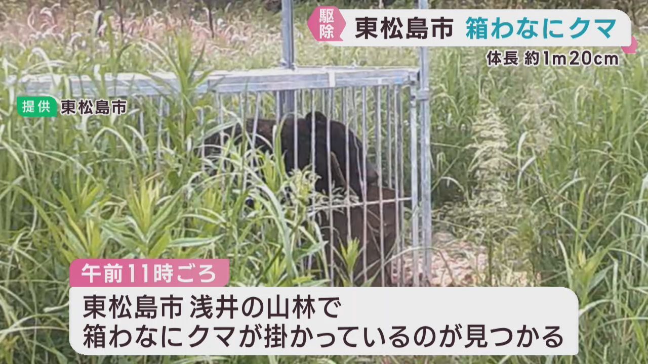 箱わなに掛かったクマを駆除　宮城・東松島市の山林