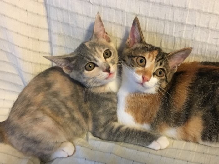 いつでもぴったりくっついて