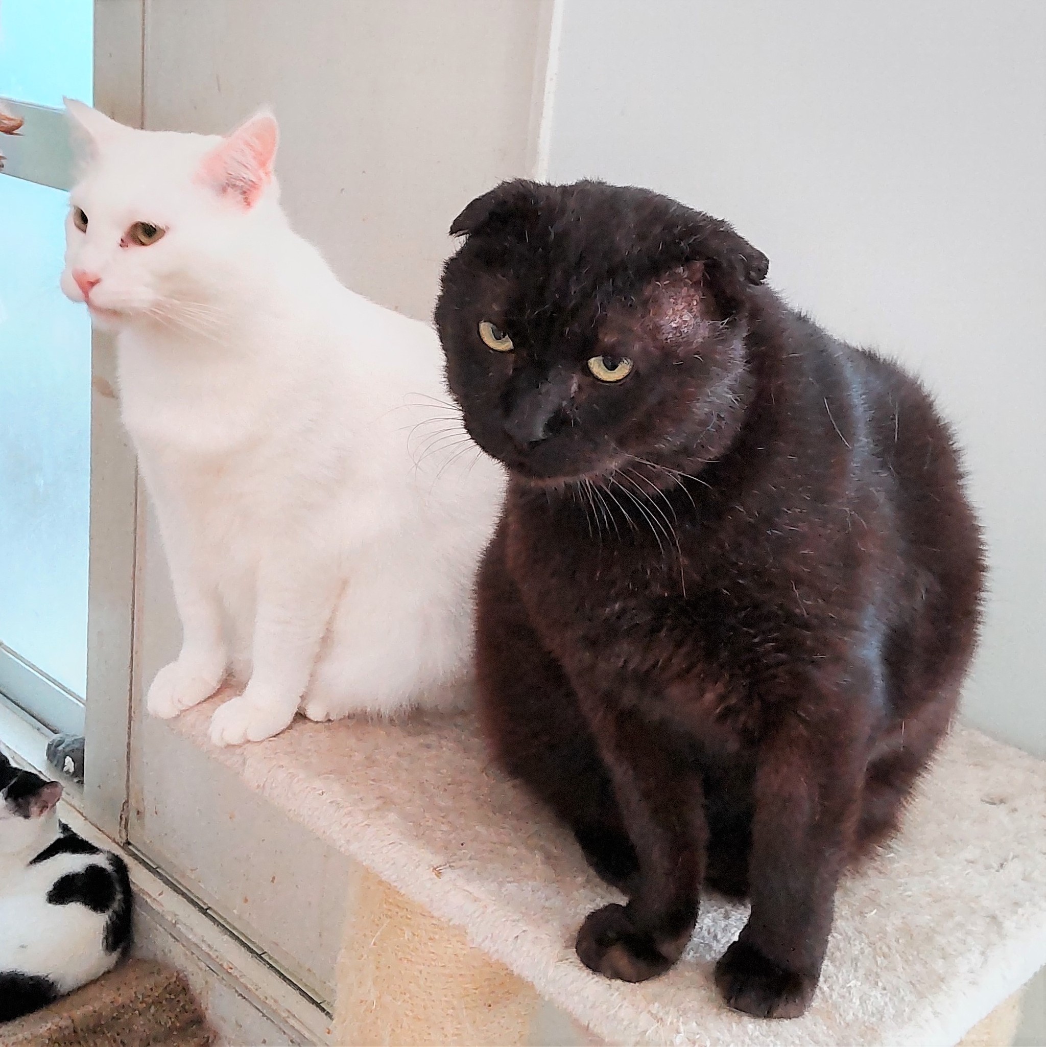 体重MAX12キロの超巨大猫…保護された時は、骨と皮だけのガリガリ状態