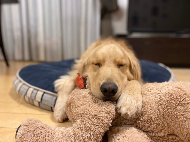 ぬいぐるみを抱いて寝るまるくん。安心しきった表情に癒されます（イヌのまるとネコのさん さんのTwitterより）