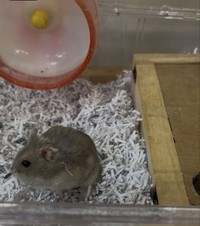 普段のはむきち