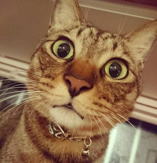 びっくり顔のとら吉くん＝smooch.0518xoxoさん提供