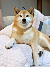 かわいらしいおねだり姿を披露したゆずさん（画像提供：ゆず9 ぽんず6さん）