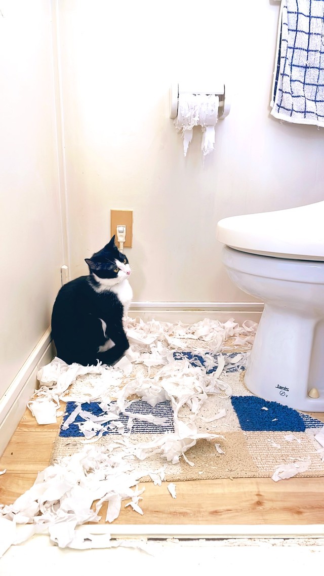 トイレの状況とルッカちゃんの様子にギャップがあり過ぎて大爆笑したという（提供写真）