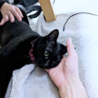 パパの手を枕にして動きを封じるもなかくん（画像提供：豆大福・もなかの甘々生活さん）