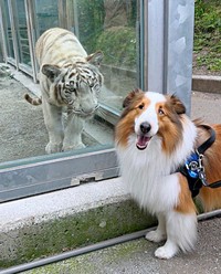 ホワイトタイガーの子どもと対面した天ちゃん（画像提供：むじゅっとてんちゃんさん）