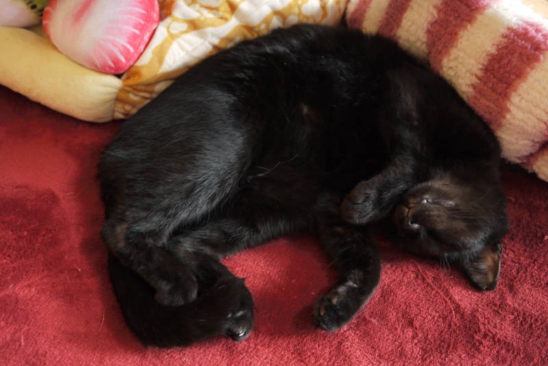 とても性格のいいふた君