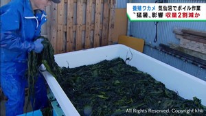 猛暑の影響で養殖ワカメの収穫開始に遅れ　収量２割減の見込み　宮城・気仙沼市