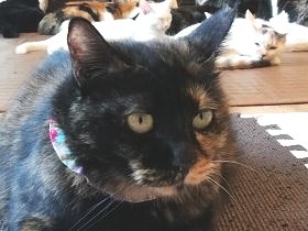 不妊手術した野良猫13匹を自宅に引き取る　「幸せにしたい」