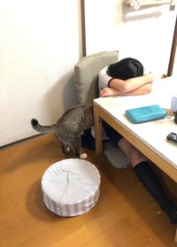 僕がそばにいるにゃ＝もずく＆こんぶ（保護猫・姉弟）さん（@mozukon_xiaomao）提供