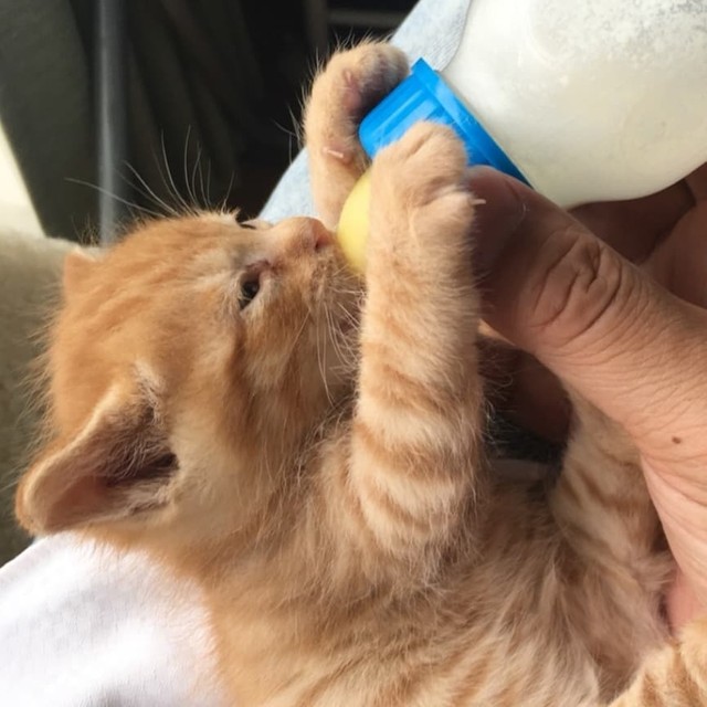 子猫の時、一生懸命ミルクを飲む姿が愛くるしい