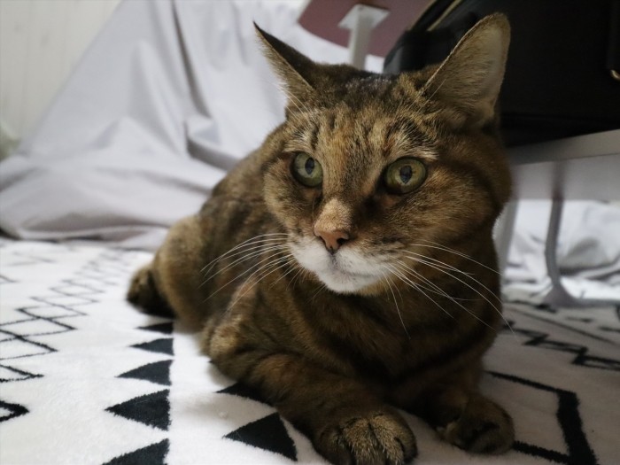 病院嫌いで通院後に円形脱毛症になってしまった大ちゃん（Yさん提供）