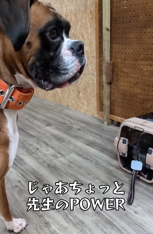 パワ子先生登場！（「犬と人の学校NOLE」提供、Instagramよりキャプチャ撮影）