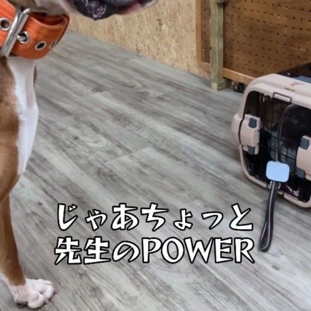パワ子先生登場！（「犬と人の学校NOLE」提供、Instagramよりキャプチャ撮影）