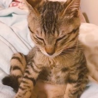 ねおちとろねこ