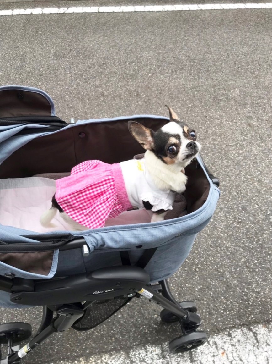 入院前、カートに乗ってお散歩するショコラちゃん。「今日はどこ行くの？」（ショコラちゃんご家族提供）