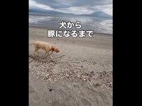 海辺にやって来たモゼちゃん（画像提供：モゼ／ラブラドール／わんこの似顔絵さん）