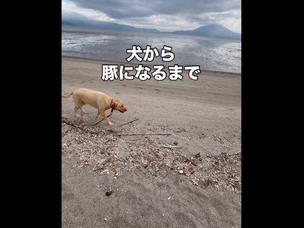 海辺にやって来たモゼちゃん（画像提供：モゼ／ラブラドール／わんこの似顔絵さん）