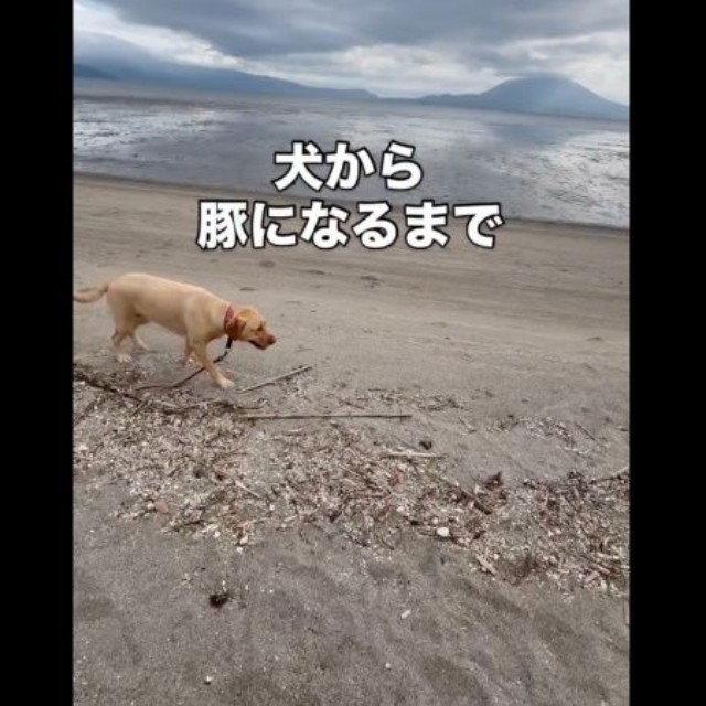 海辺にやって来たモゼちゃん（画像提供：モゼ／ラブラドール／わんこの似顔絵さん）