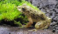 ツチガエル（提供:四国水族館）