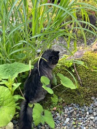 お庭の散歩が日課です。