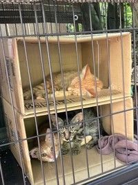 現在里親さん募集中の子猫ちゃんたち（「はちわれ農園」さん提供）