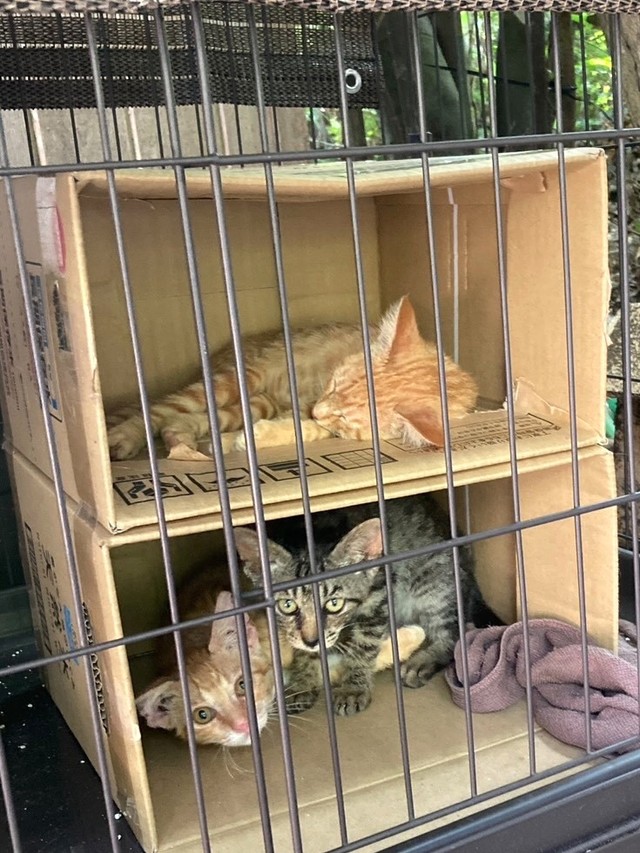 現在里親さん募集中の子猫ちゃんたち（「はちわれ農園」さん提供）