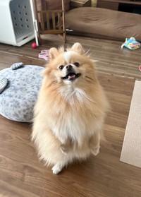 夏休みでずーっとお家にいる飼い主さんと大喜びで遊ぶピカルディくん（画像提供：ポメのピカルディさん）