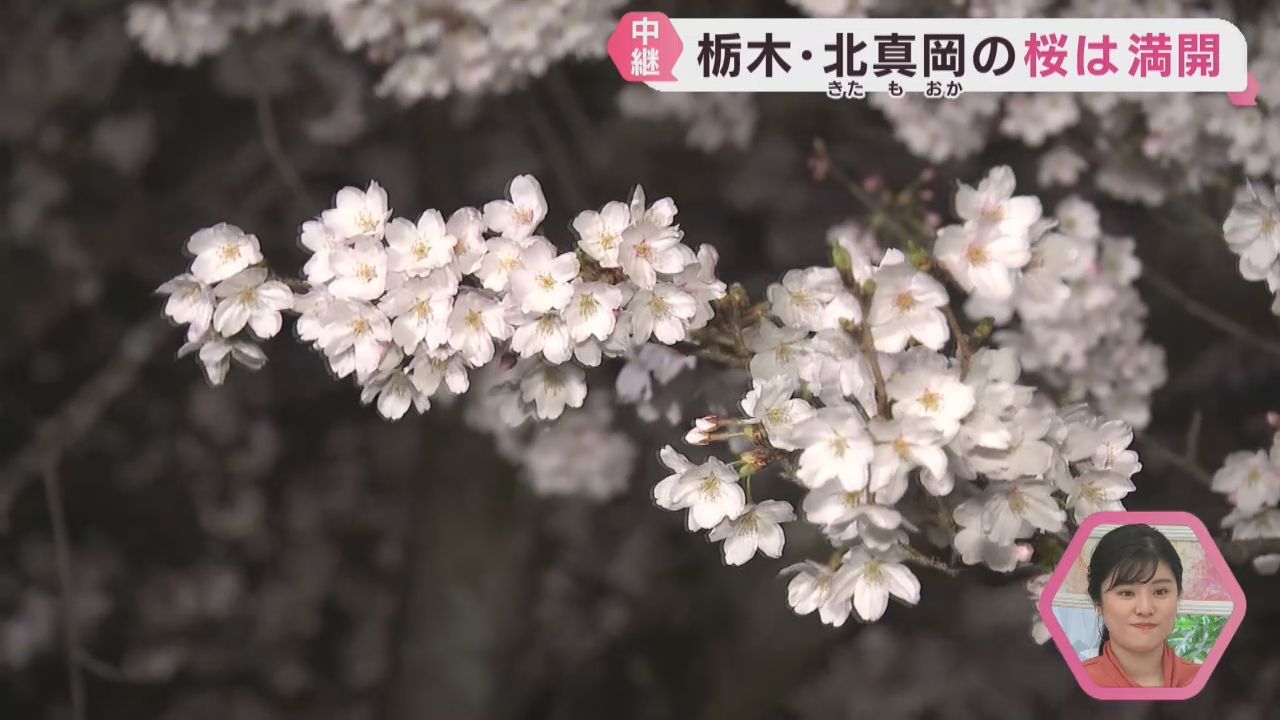 仙台で桜が開花　桜前線を追いかけ宮城県から南下