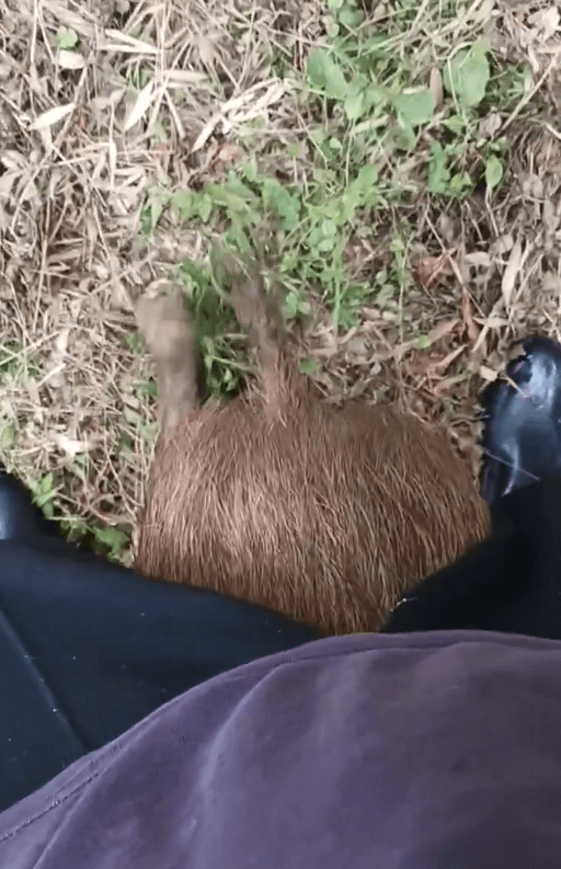 股の下を通るのがやっとの大きさに