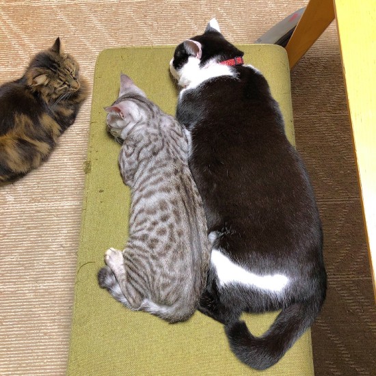 「あんたら、なんで急に仲良くなったん？」不思議な顔で2匹をみる新兵衛。猫の行動は不思議ですね（夏子さん提供）