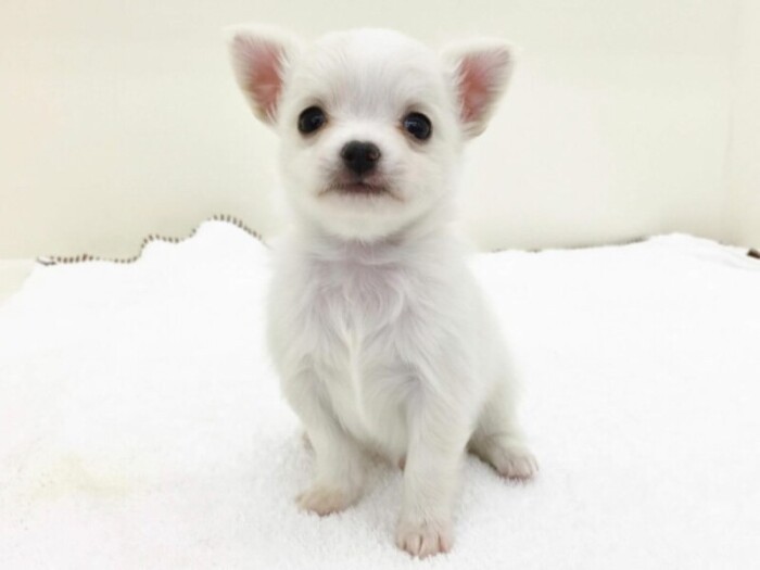 家に来たころの「ボルト」