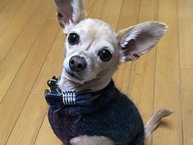 美味しいものもらえるかな、お座りアピールする保護犬「蘭丸」