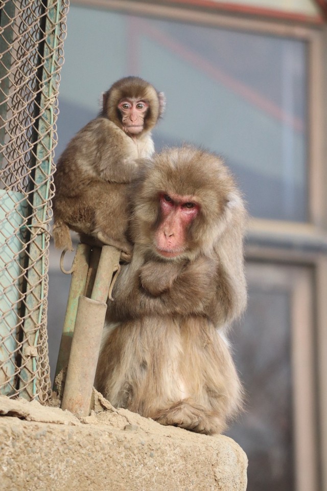 弟のレモンをお世話するレッカー