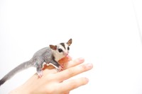 最近家族の仲間入りをしたれんげちゃん（提供：フクロモモンガのぱんち（こむぎほっぷれんげ）さん）