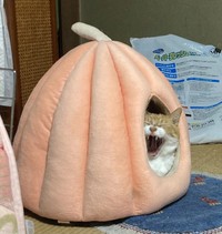 最高すぎるぜ！（やーこさん提供）