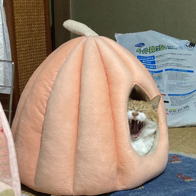 最高すぎるぜ！（やーこさん提供）