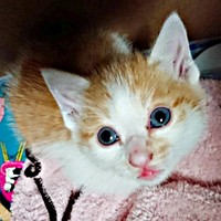 保護時、生後推定1カ月ほどの美晴ちゃん。キトンブルーの瞳が愛らしい（画像提供：Atsusi_Miharuさん）